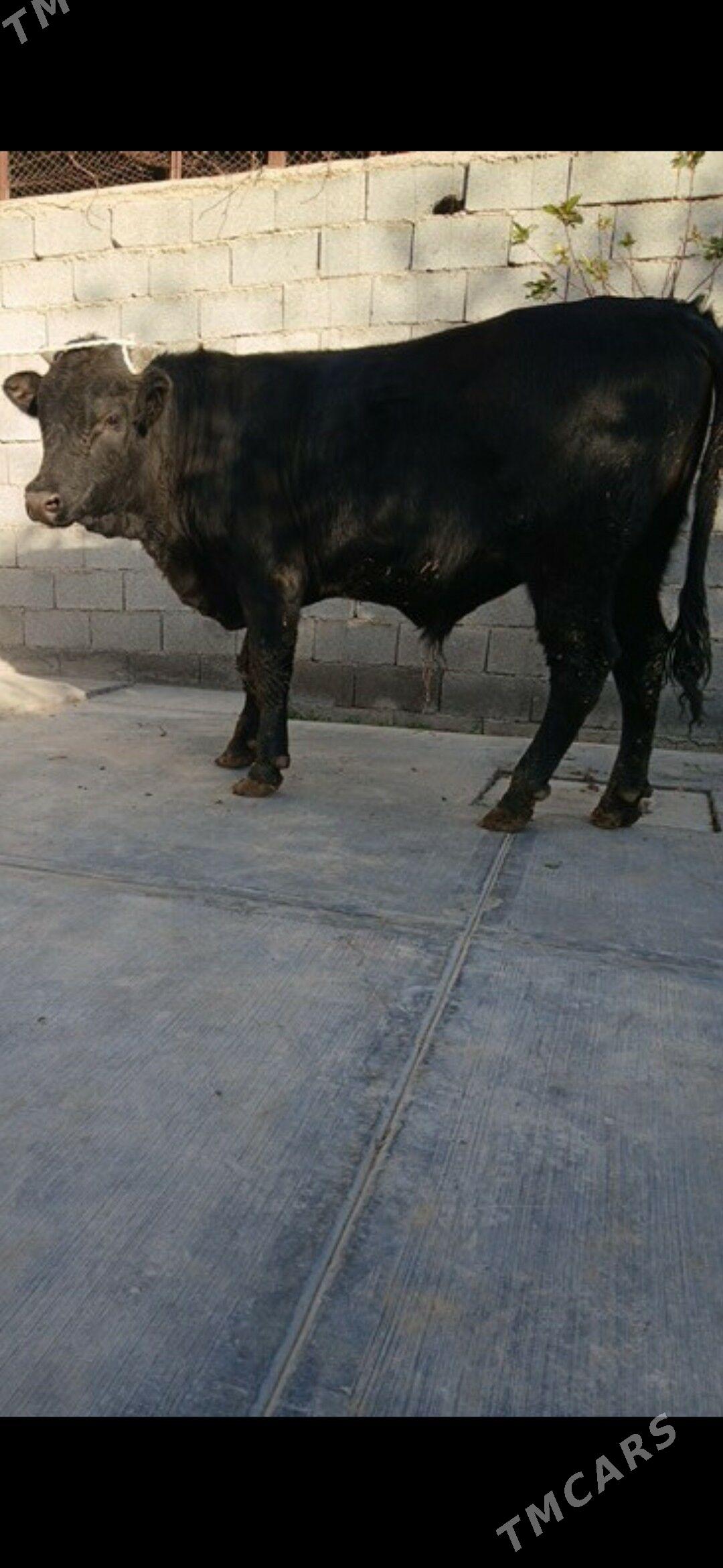 Oküz - Анев - img 4