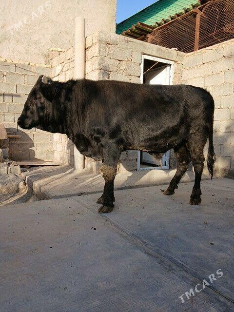 Oküz - Анев - img 1