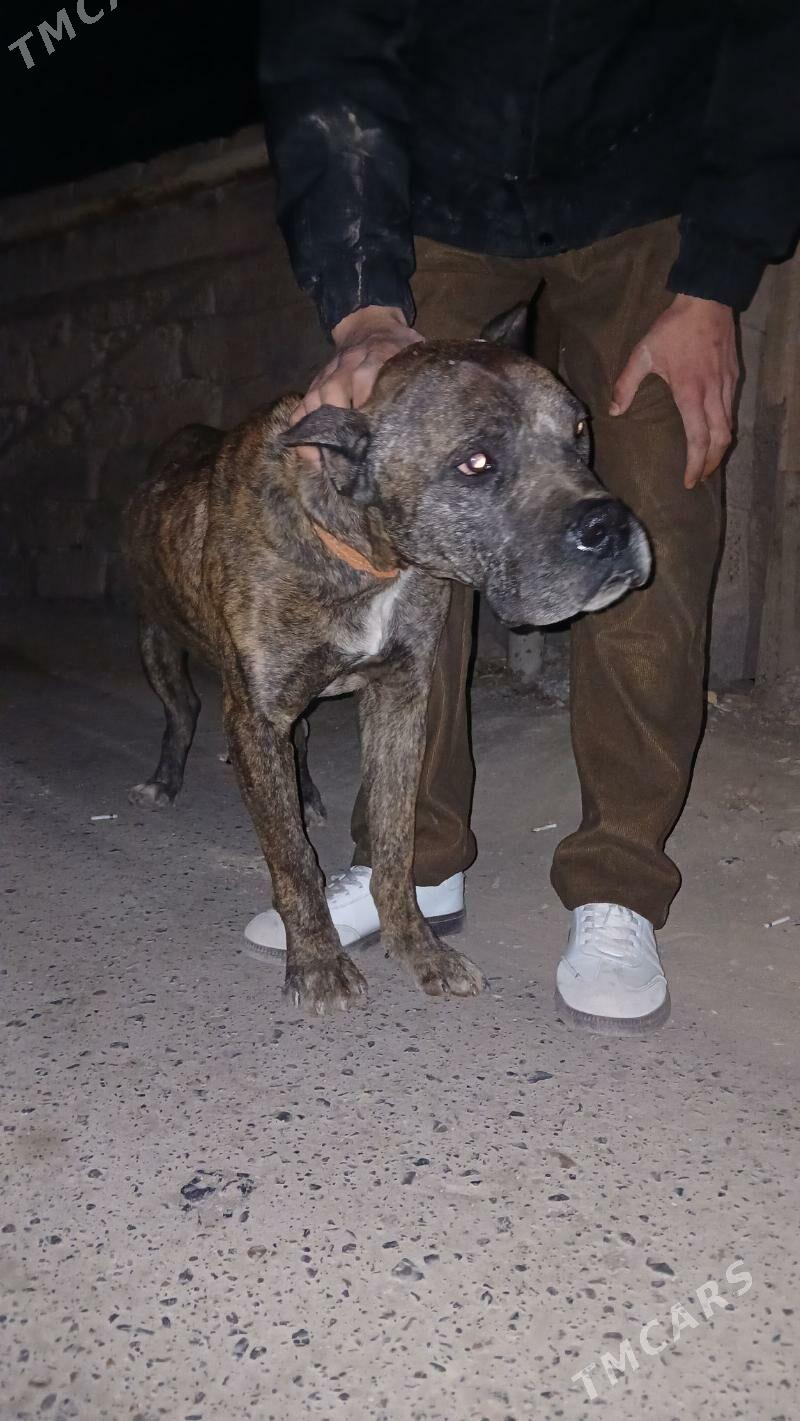 pitbul - Чарджоу - img 3