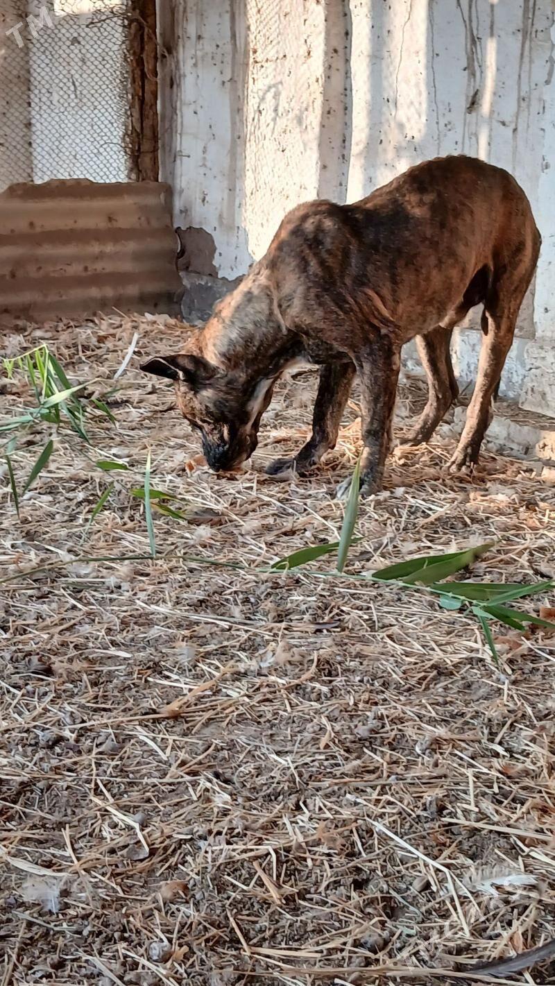 pitbul - Чарджоу - img 4