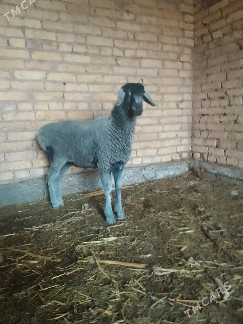 Goyun - Çärjew - img 4