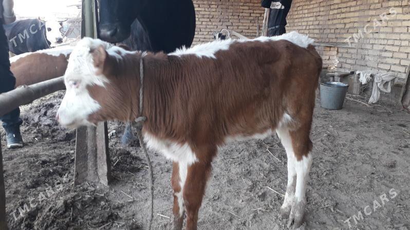 saglyk sygyr - Çärjew - img 2