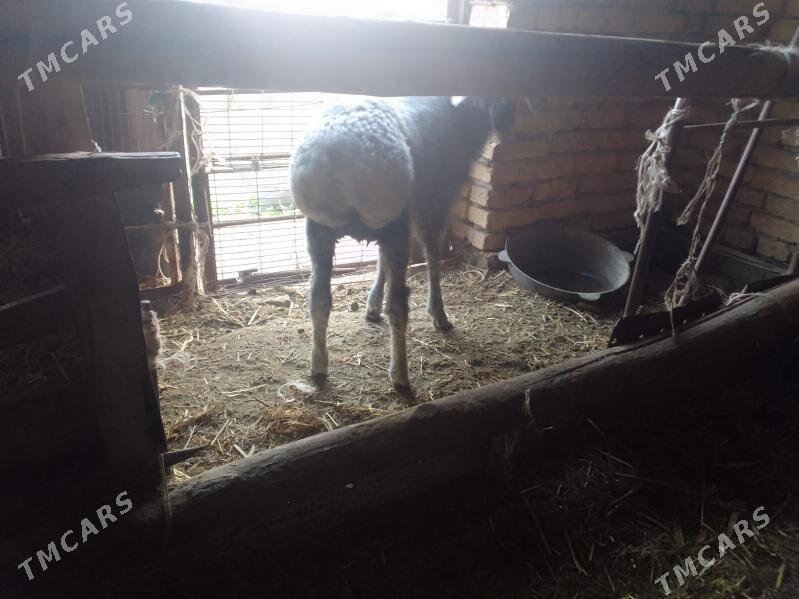 Goyun - Çärjew - img 3