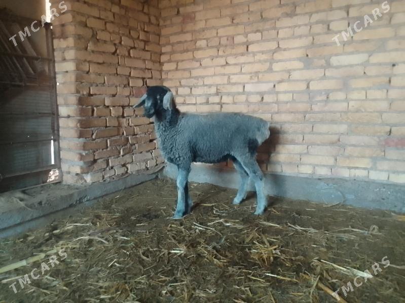 Goyun - Çärjew - img 2