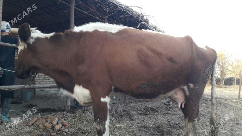 saglyk sygyr - Çärjew - img 4