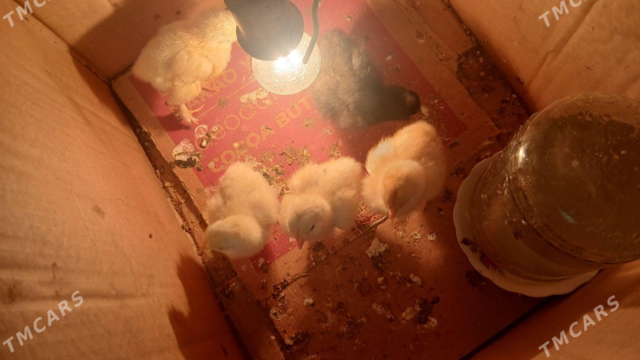 Parada juyje birama - Gyzylarbat - img 3