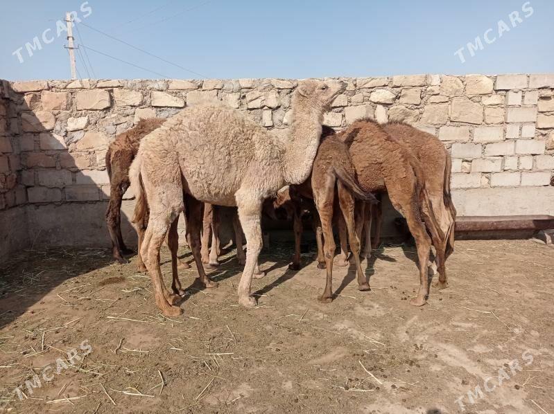 Bugra - Esenguly - img 2