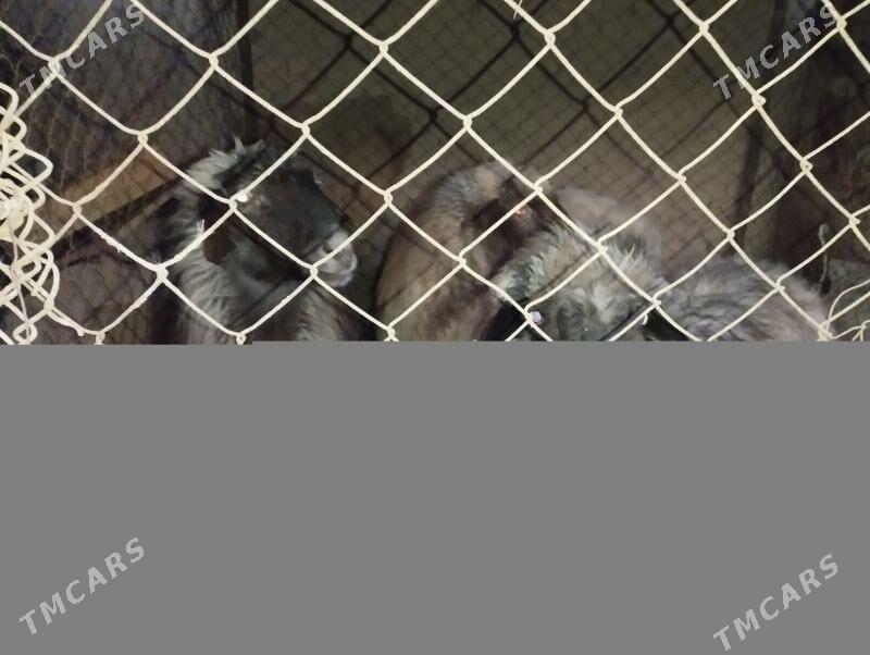 Goýun Geçi - Görogly (Tagta) - img 2