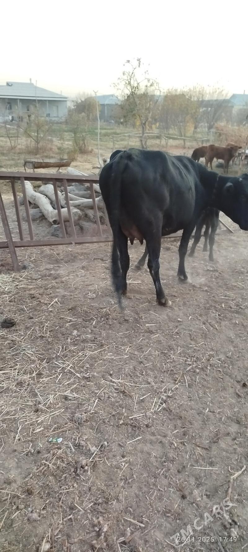 Goleli sygyr - Baýramaly - img 4