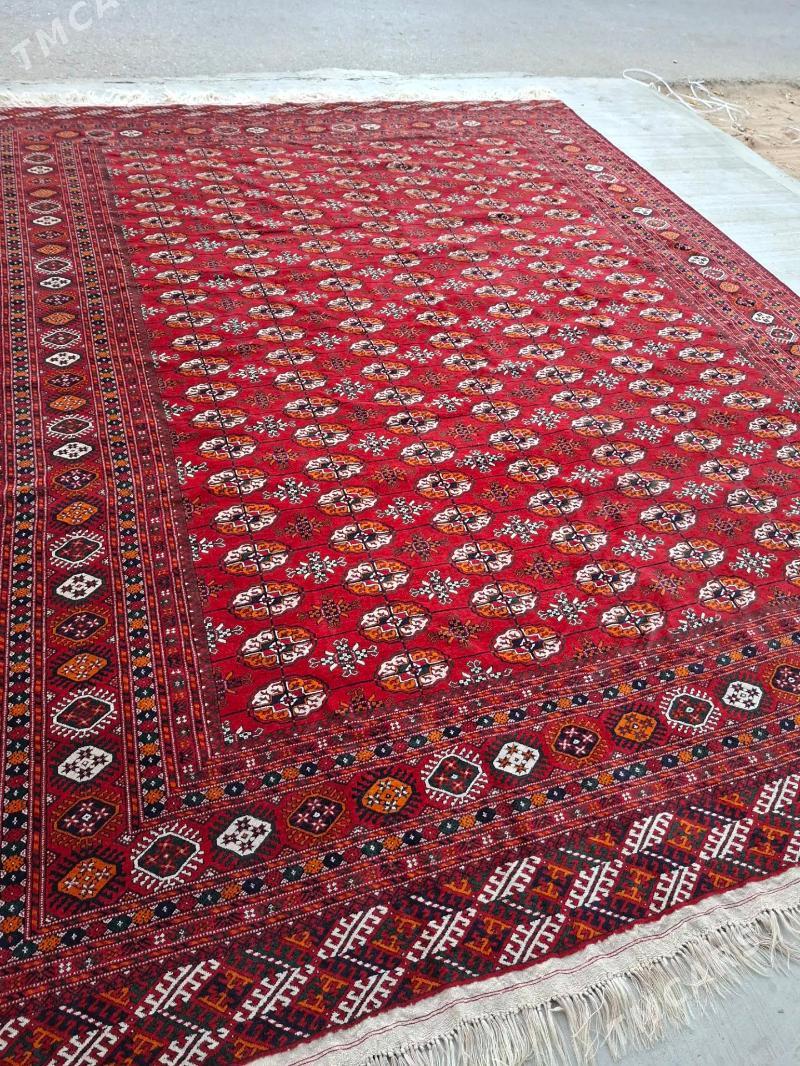 el haly - Mary - img 3