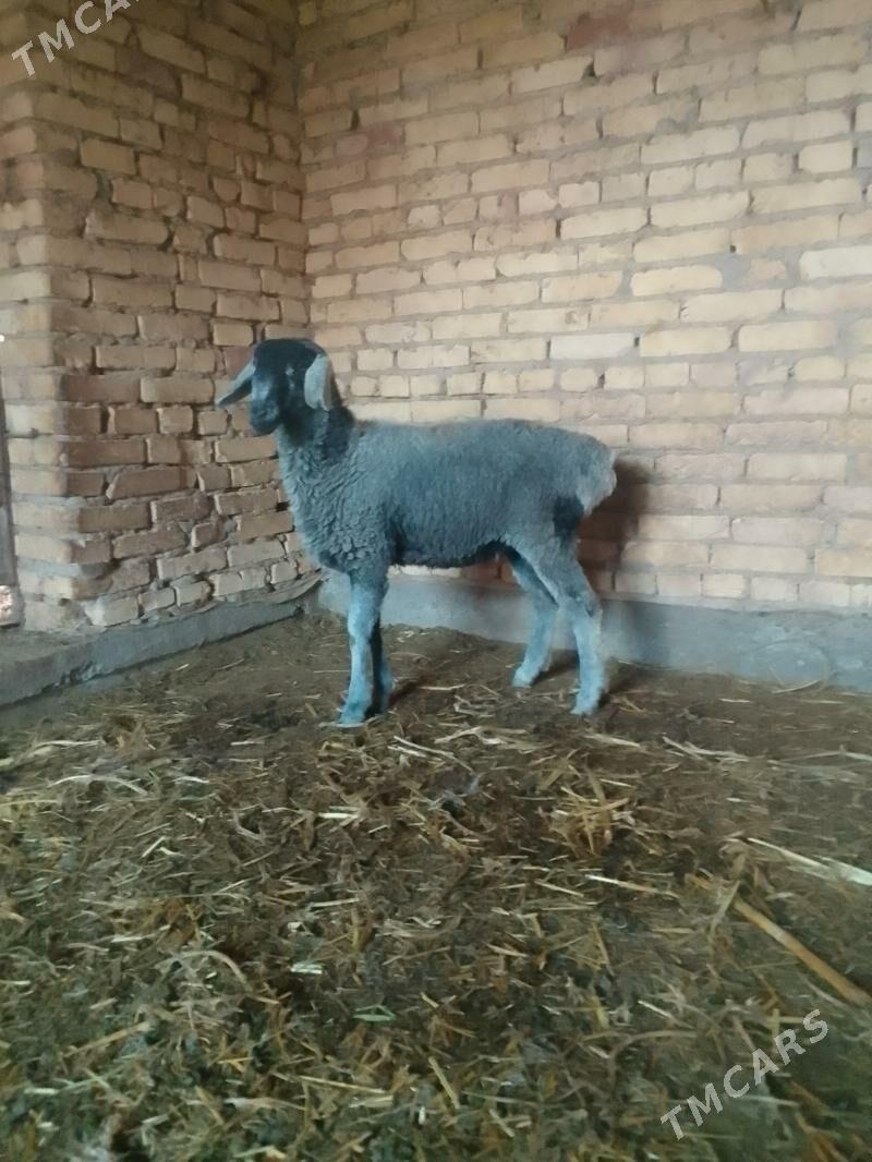 Goyun - Чарджоу - img 5