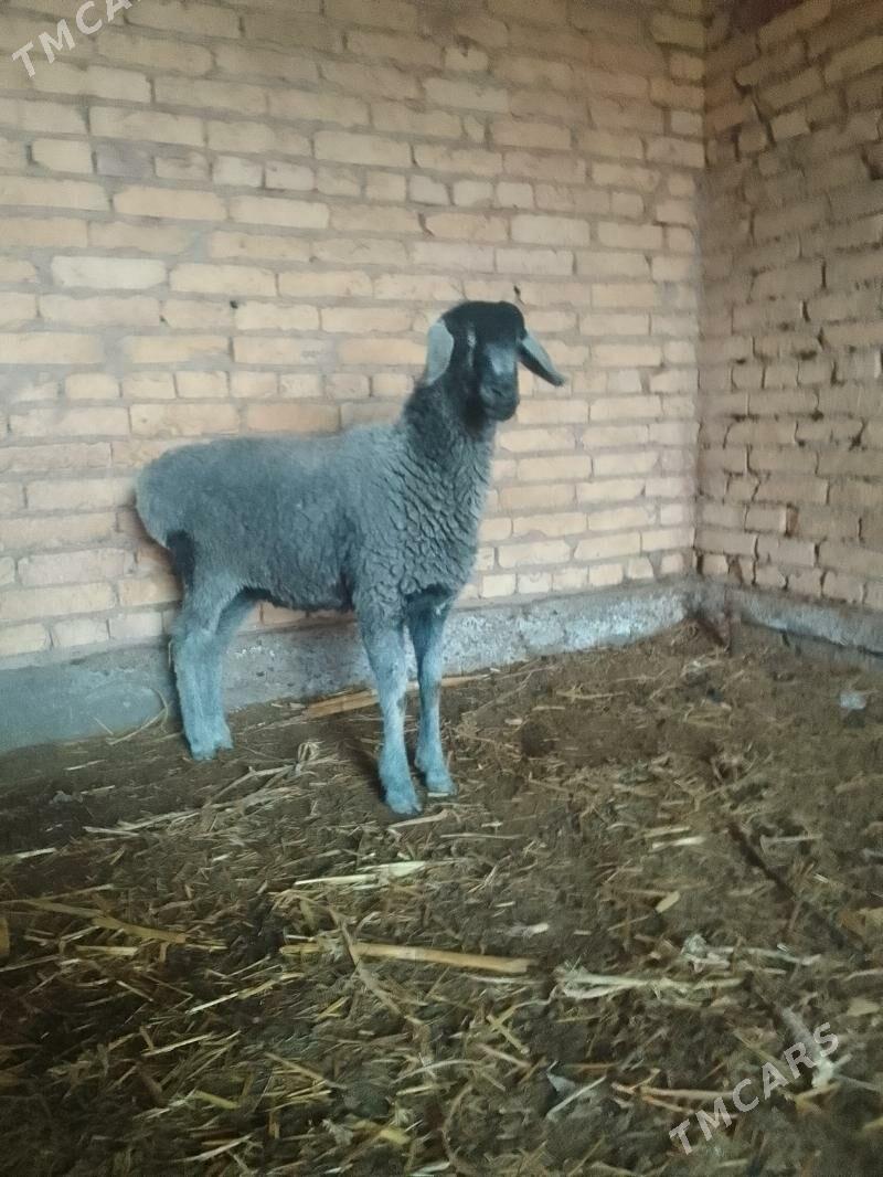 Goyun - Чарджоу - img 2