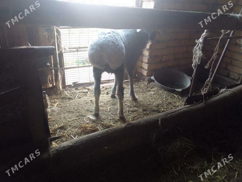 Goyun - Чарджоу - img 1