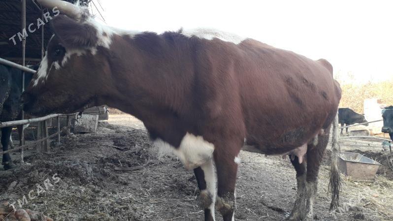 saglyk sygyr - Çärjew - img 5