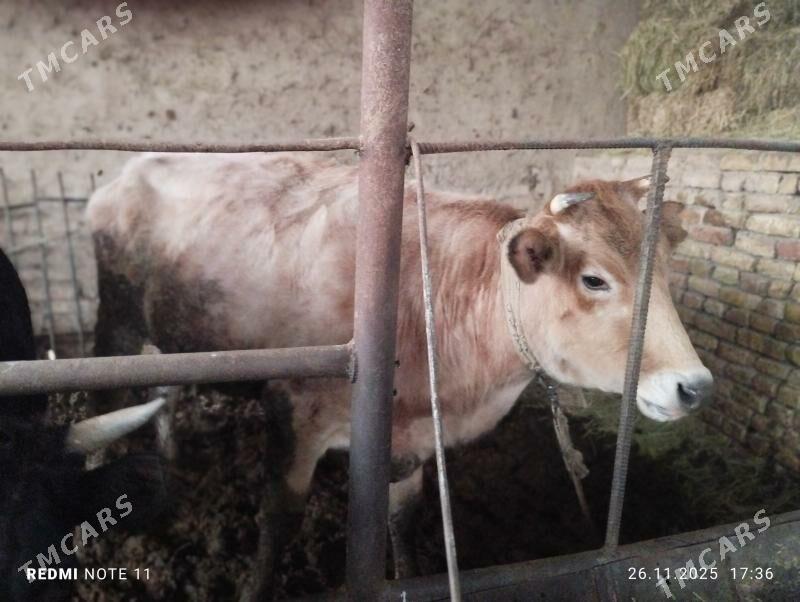 sygyr bakylan we  sygyr - Sakarçäge - img 3