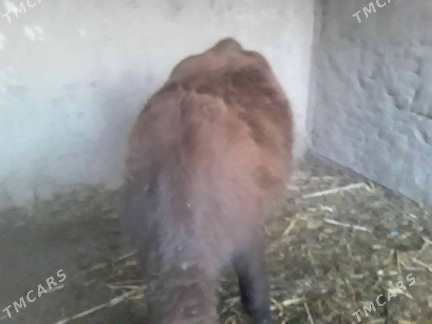 GACAR  SYGYR - Губадаг - img 3