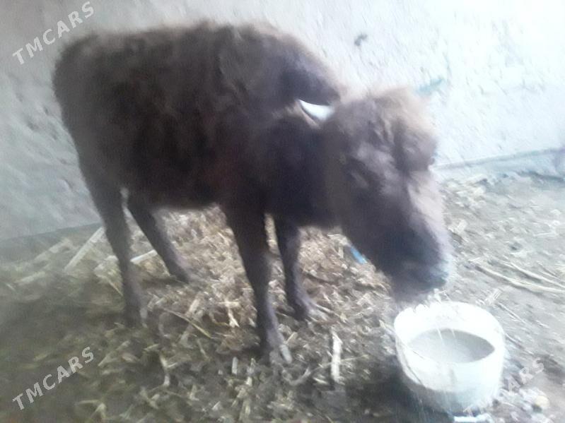 GACAR  SYGYR - Губадаг - img 2