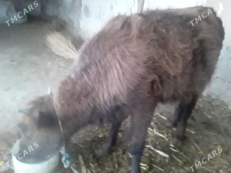 GACAR SYGYR - Губадаг - img 1