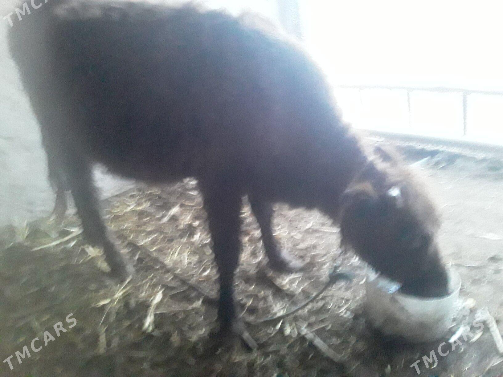 GACAR  SYGYR - Губадаг - img 7