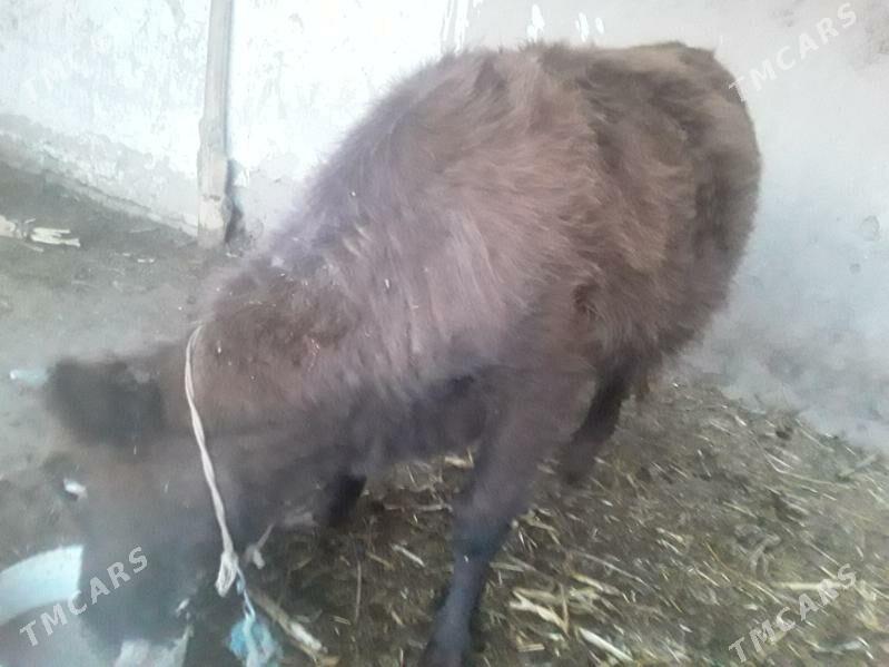 GACAR  SYGYR - Губадаг - img 4