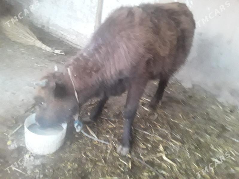 GACAR  SYGYR - Губадаг - img 6