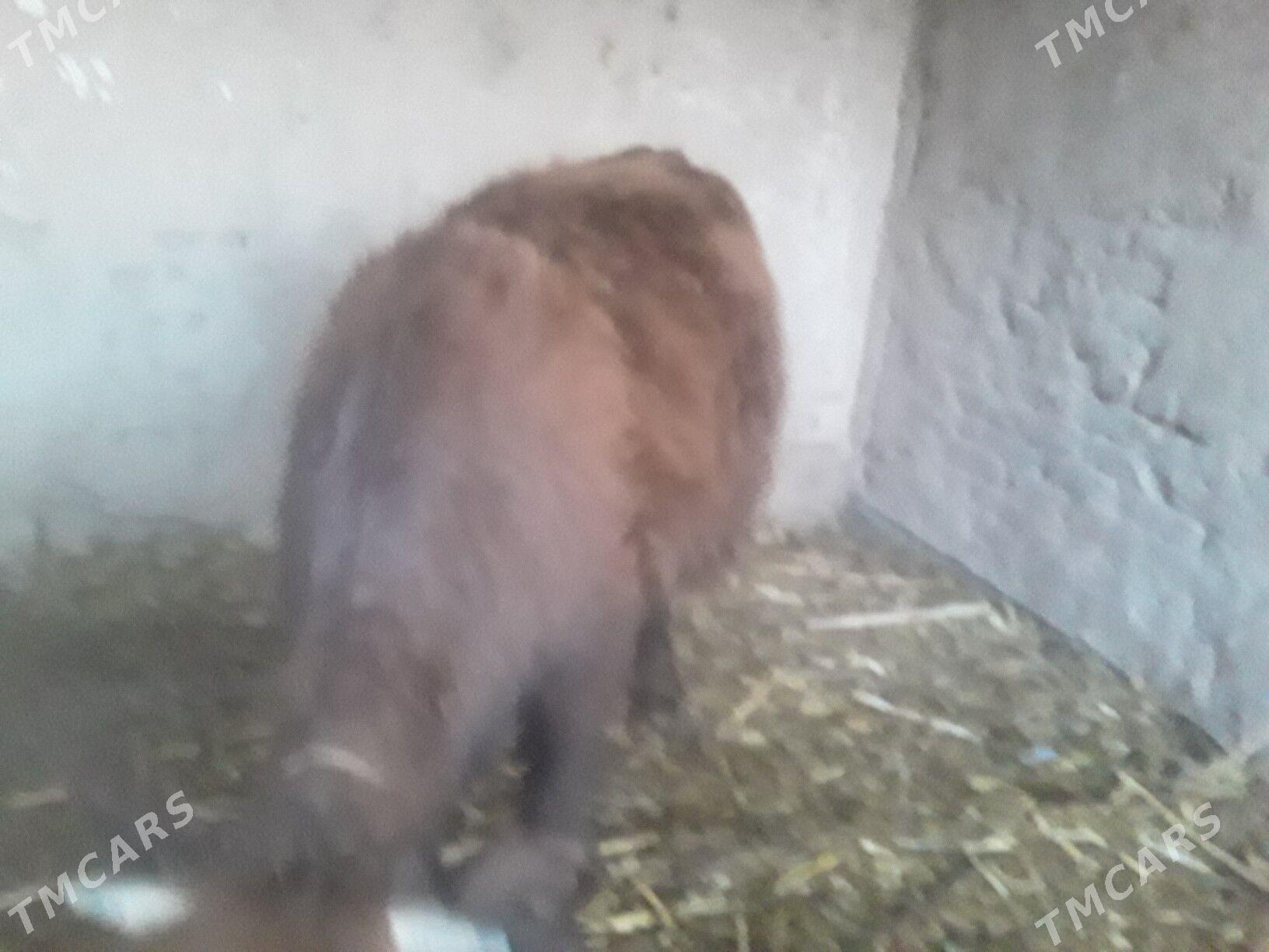 GACAR  SYGYR - Губадаг - img 5