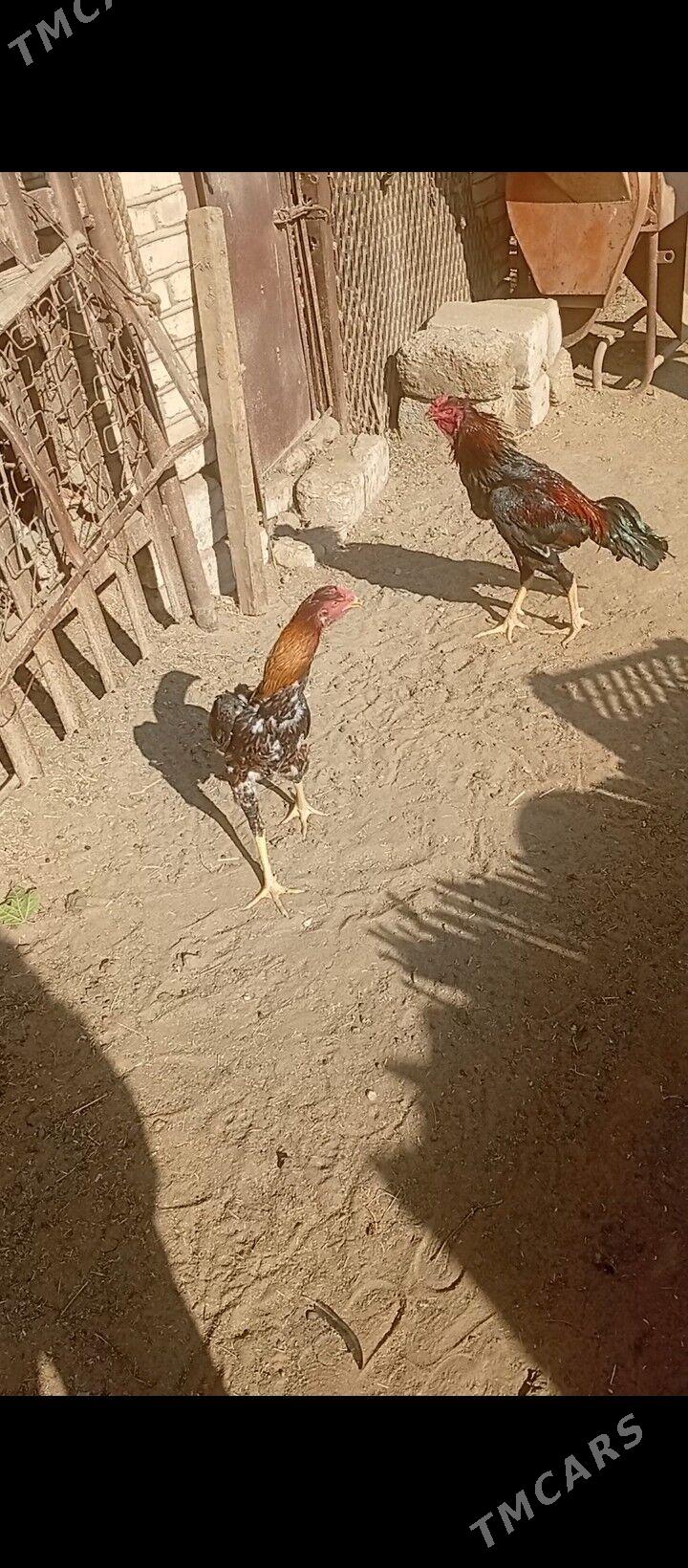 Arassa Özbek linýa horaz - Сакарчага - img 3