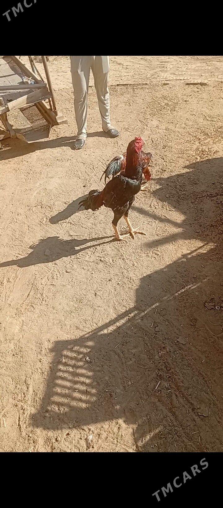 Arassa Özbek linýa horaz - Сакарчага - img 2