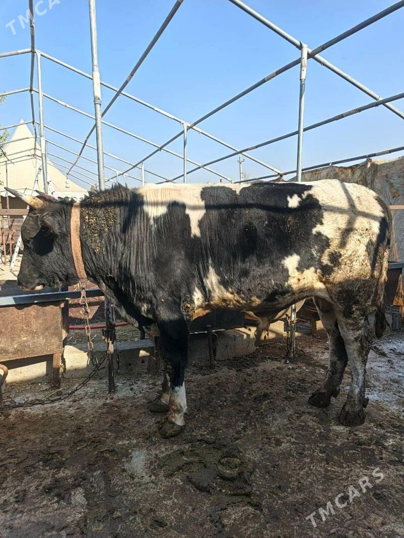 Okuz uly - Бахарден - img 2