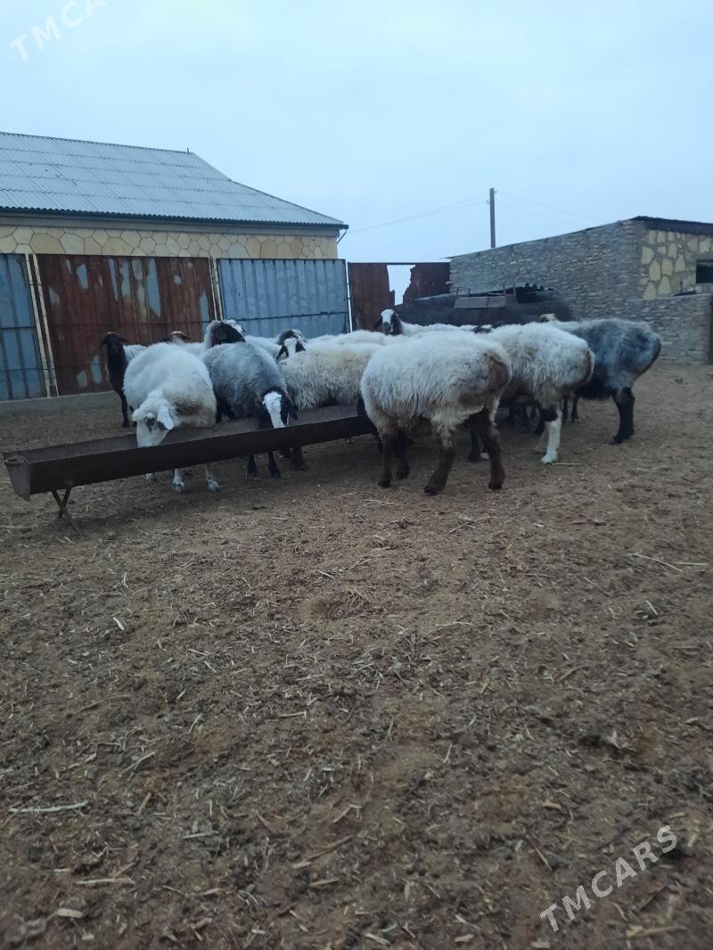 goyun - Этрек - img 1