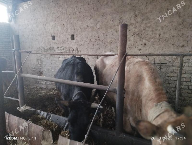 sygyr bakylan we  sygyr - Sakarçäge - img 5