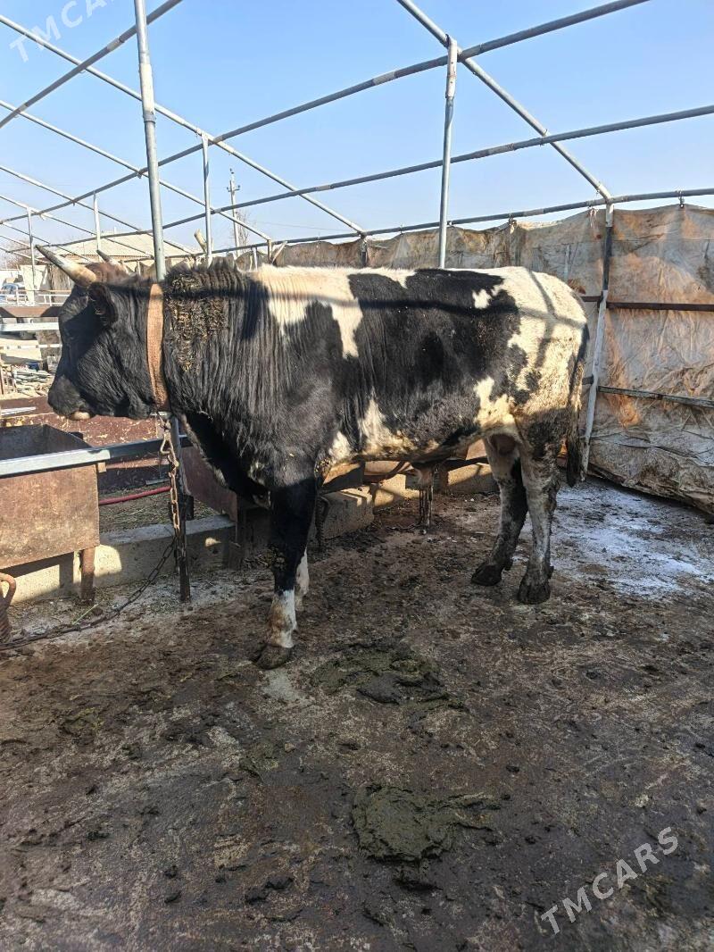 Okuz uly - Бахарден - img 3