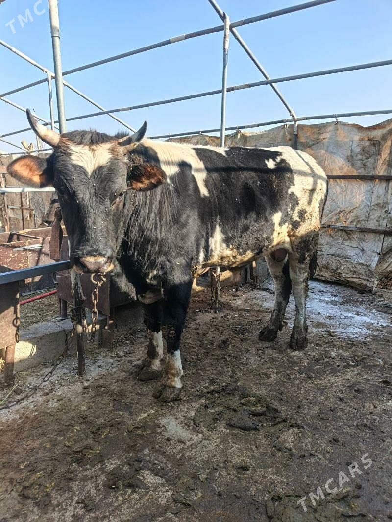 Okuz uly - Бахарден - img 1