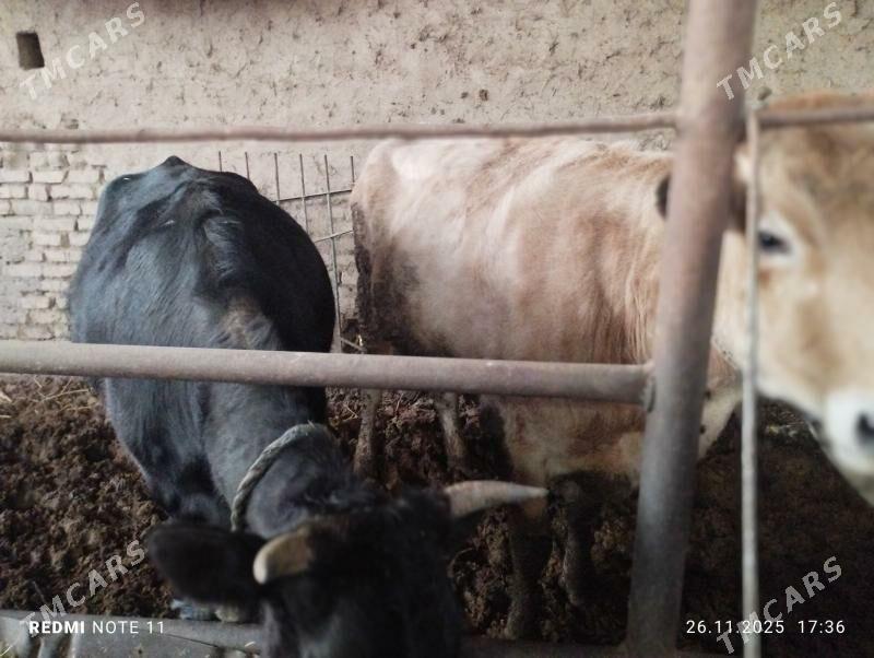 sygyr bakylan we  sygyr - Sakarçäge - img 2