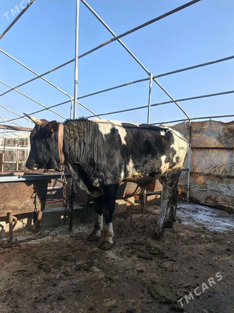 Okuz uly - Бахарден - img 4