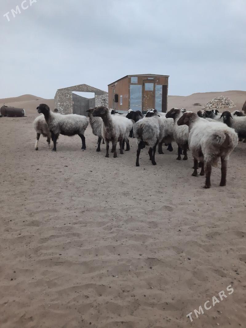 goyun - Этрек - img 3