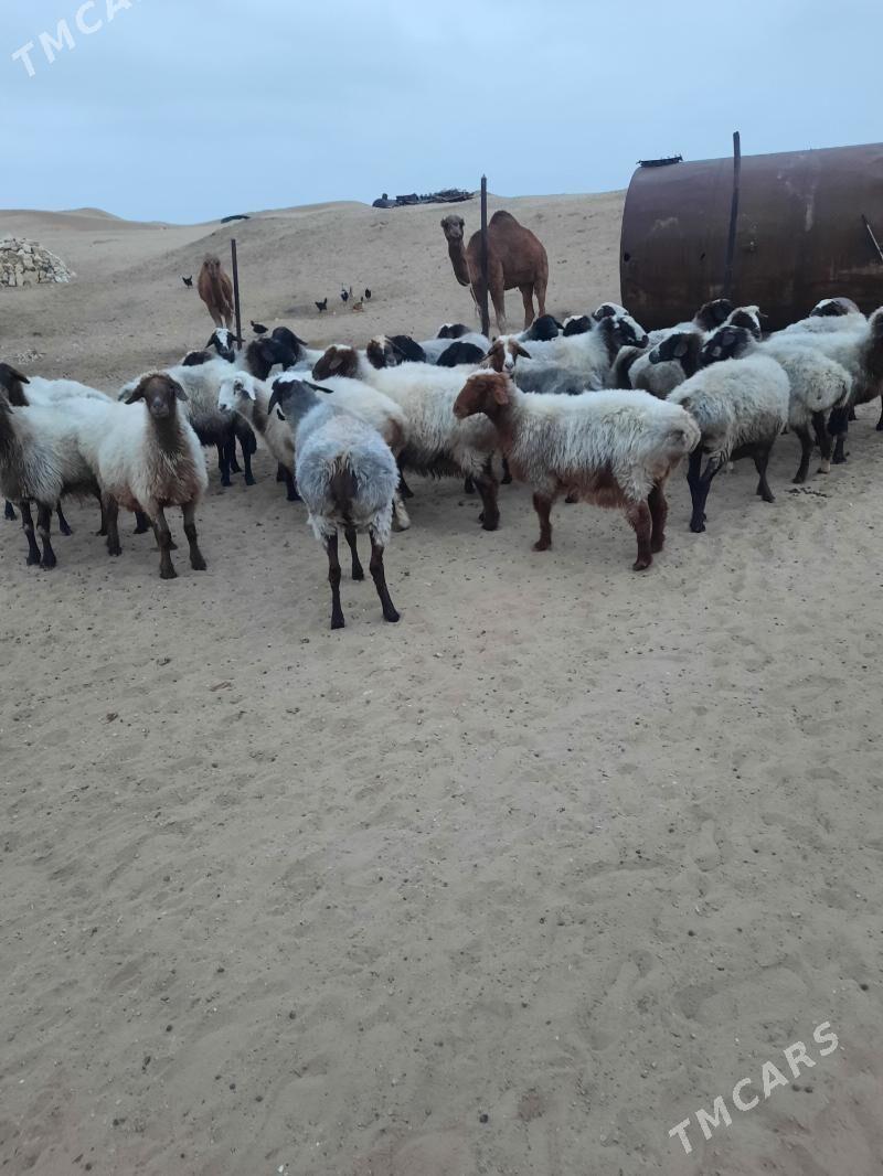 goyun - Этрек - img 5