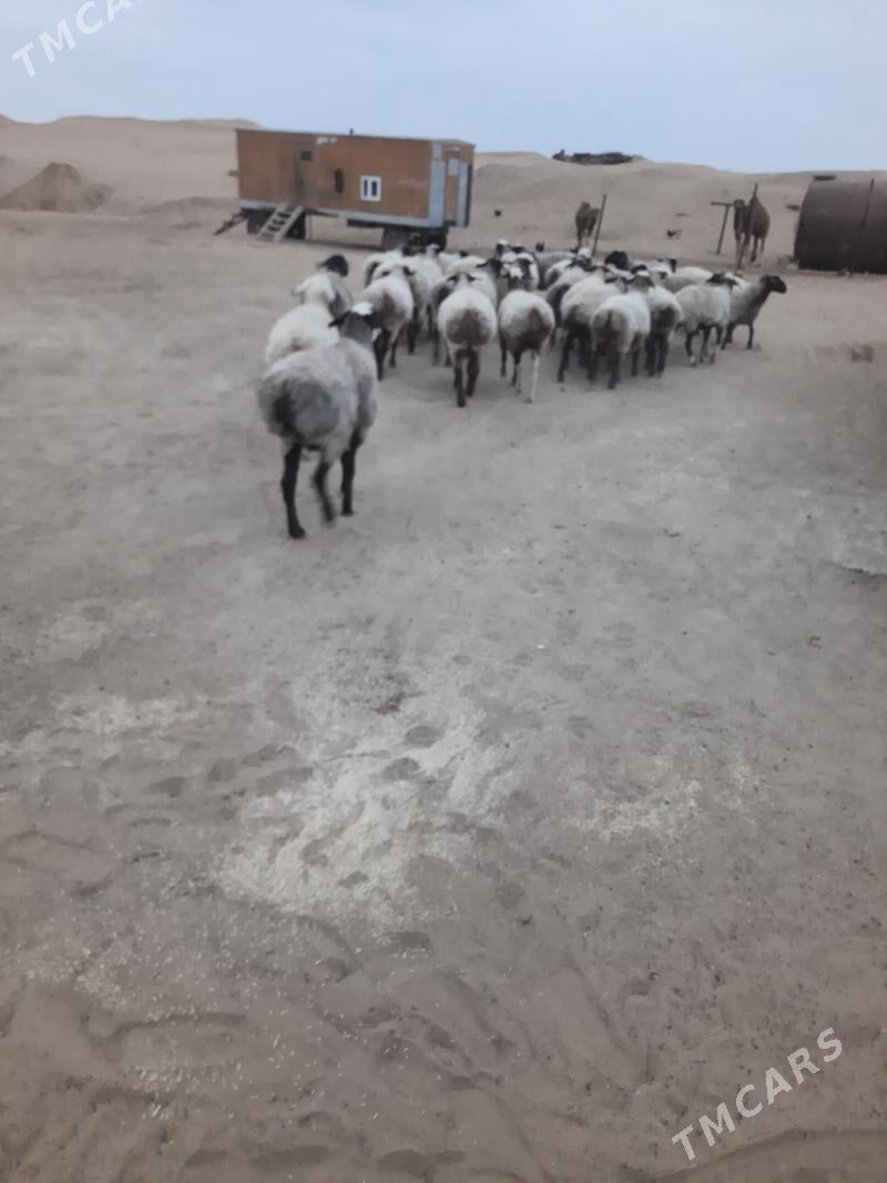 goyun - Этрек - img 7