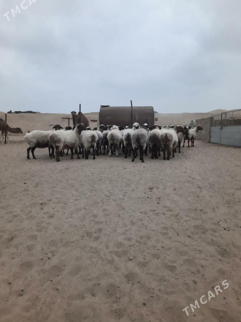 goyun - Этрек - img 6