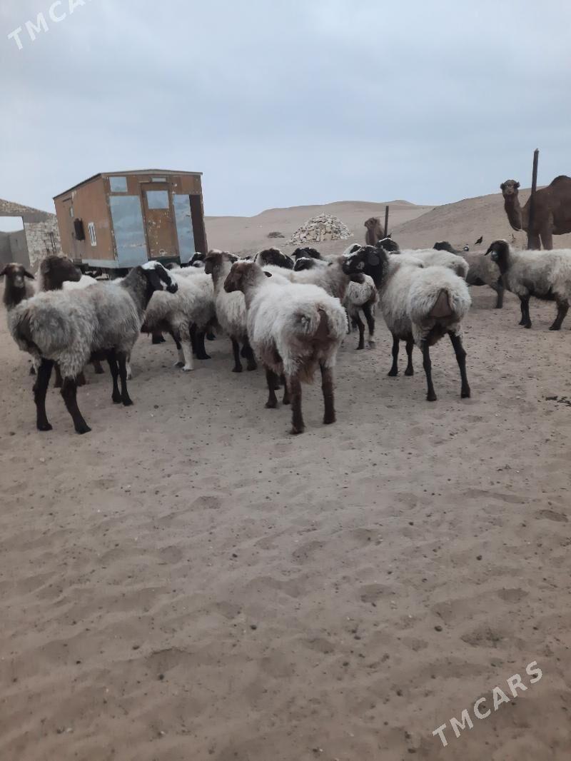 goyun - Этрек - img 4