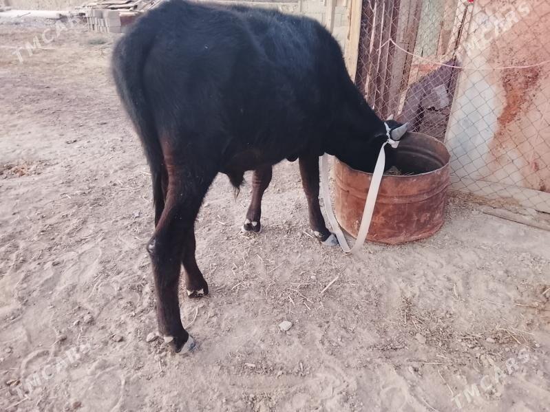 Öküz - Bereket - img 2