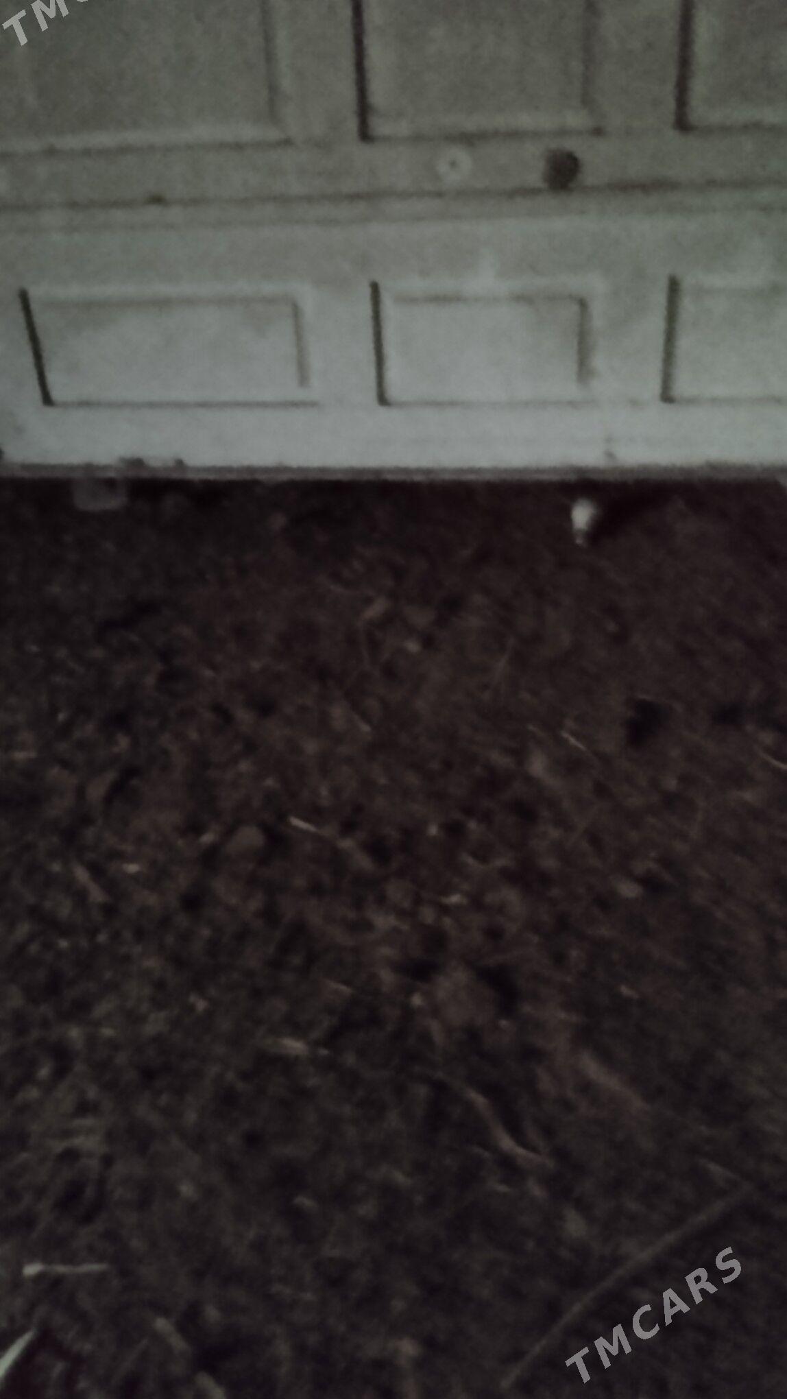 гапи - Дашогуз - img 2