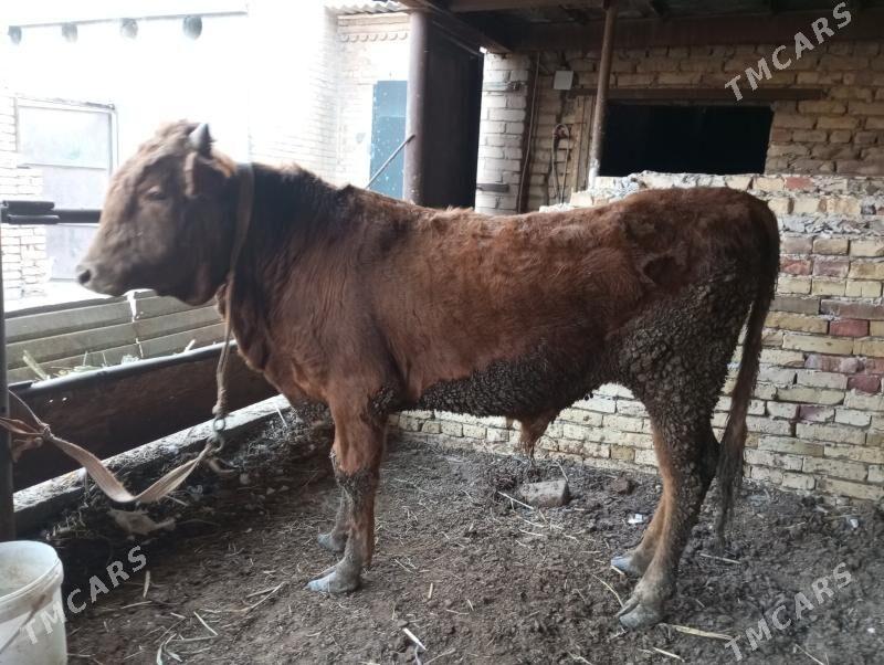 2 йашар окиз - Türkmenabat - img 3