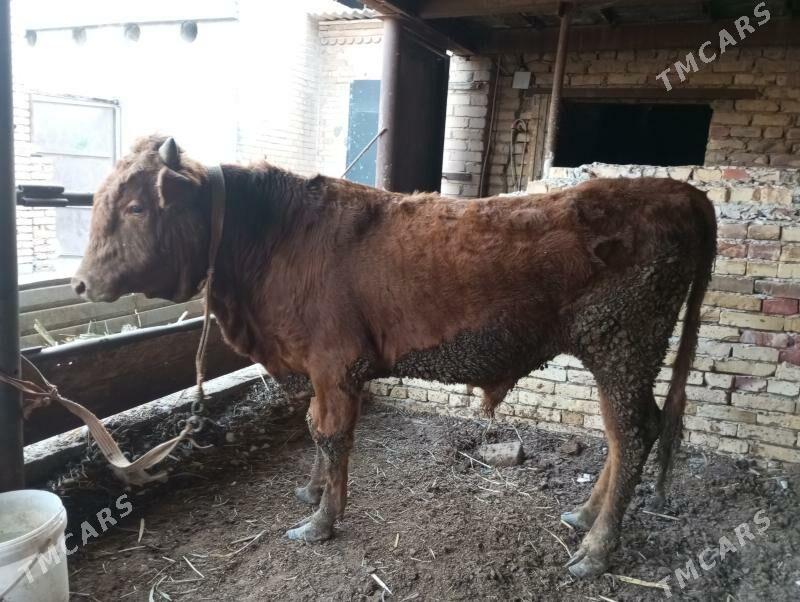 2 йашар окиз - Türkmenabat - img 2