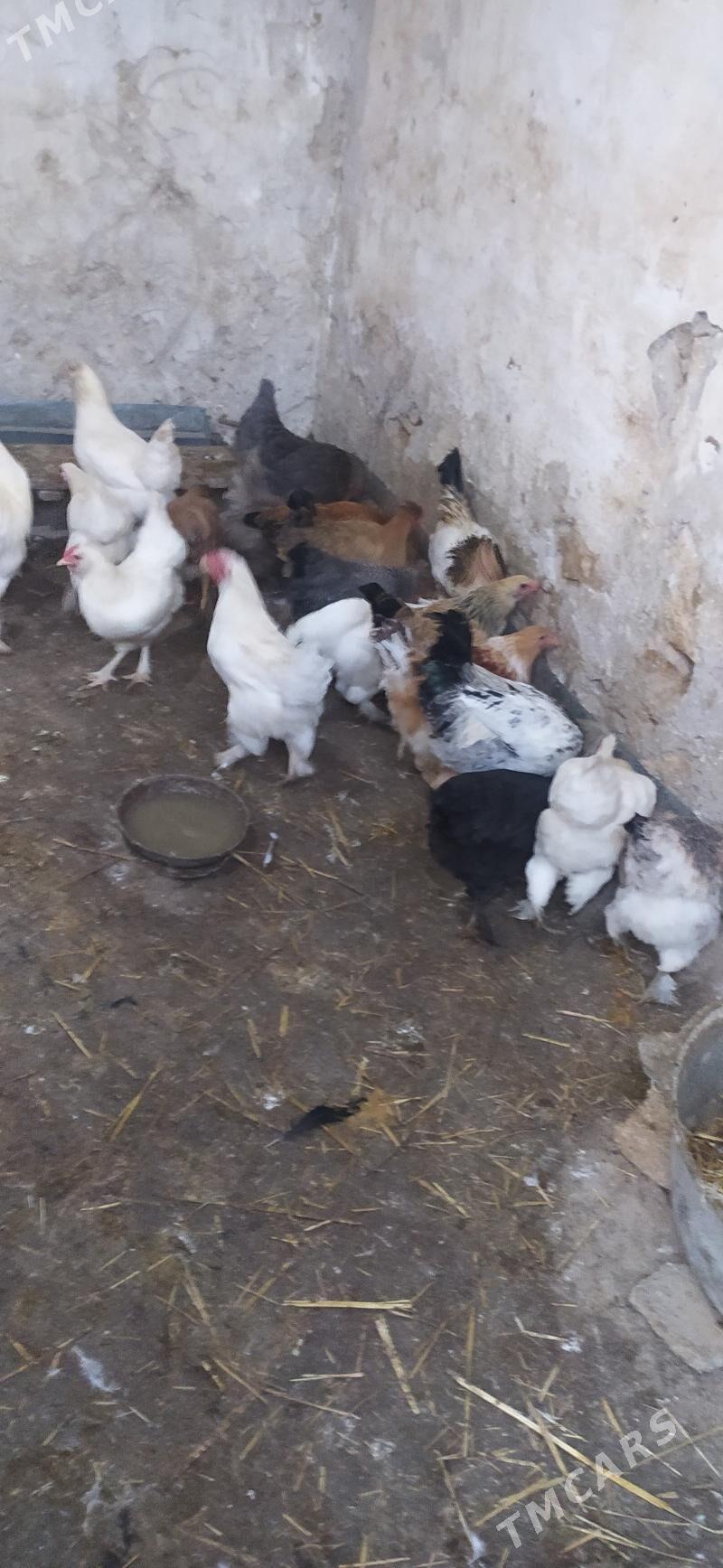 horaz towuk - Гызыларбат - img 2