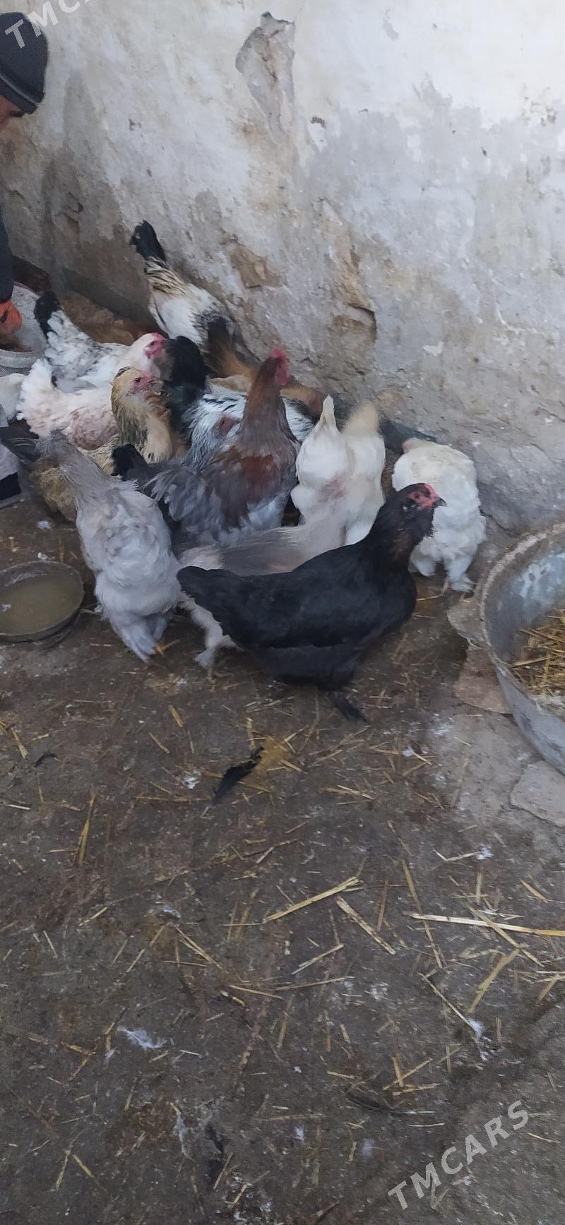 horaz towuk - Гызыларбат - img 4