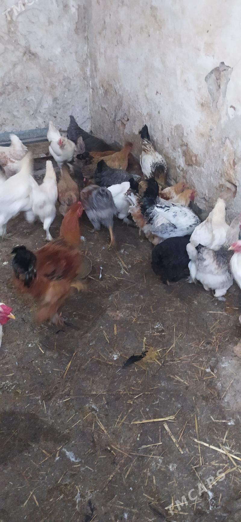 horaz towuk - Гызыларбат - img 3