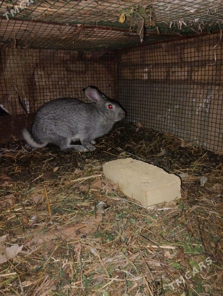 Towsan - Çärjew - img 3