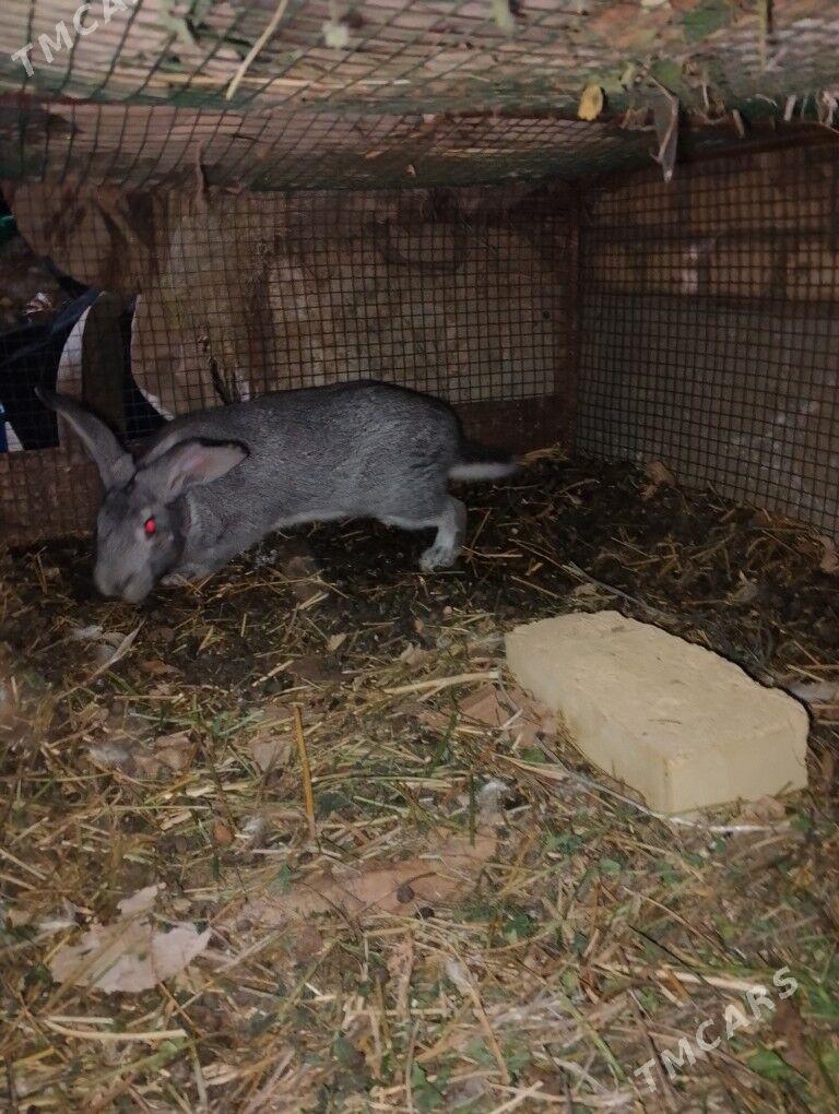 Towsan - Çärjew - img 4