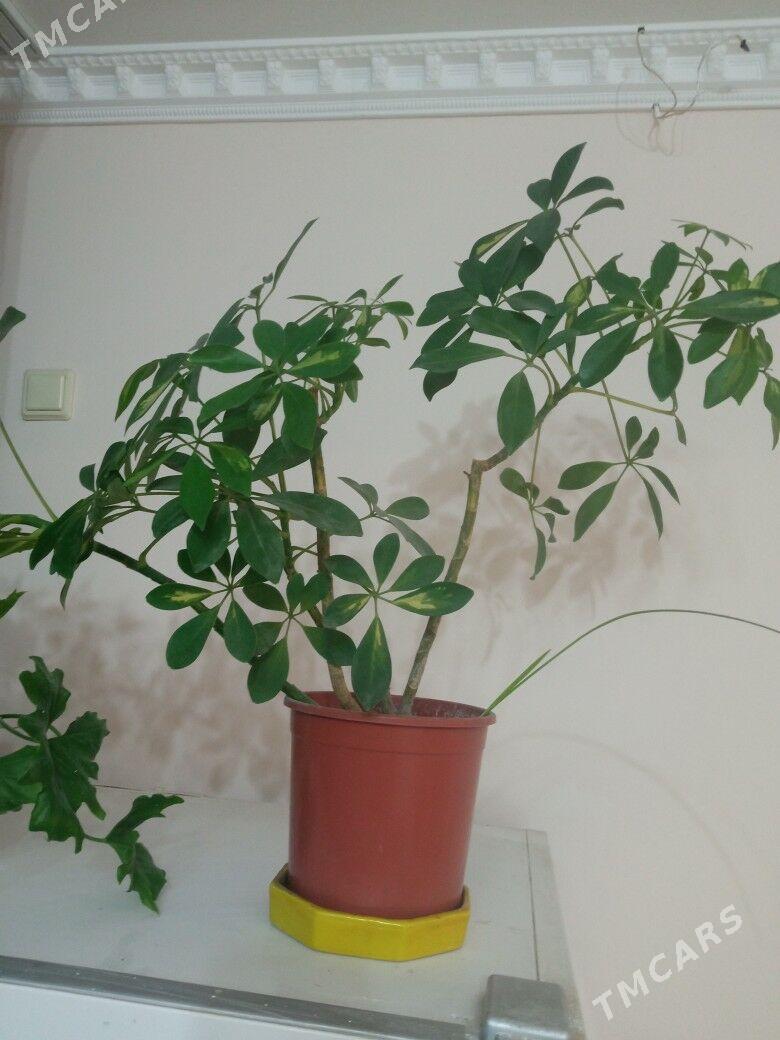 домашние цветы - Ким район - img 1